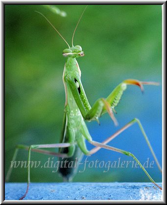 Aus meiner Fotoserie Korfu